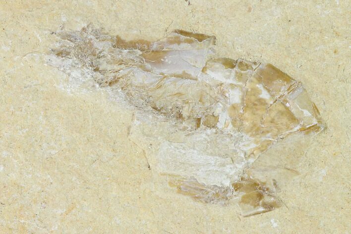 Cretaceous Fossil Shrimp - Lebanon #123886